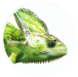 Dragon_Inks_Logo